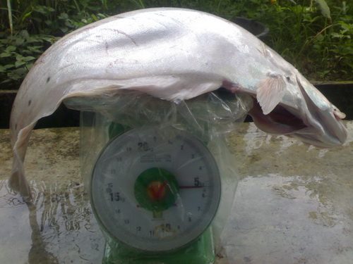 ลองดูอีกที