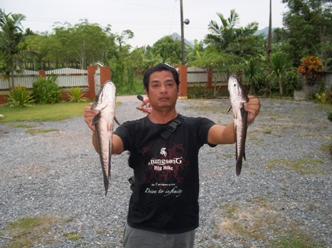 ปลาพัทลุง(สูดยวดด)
