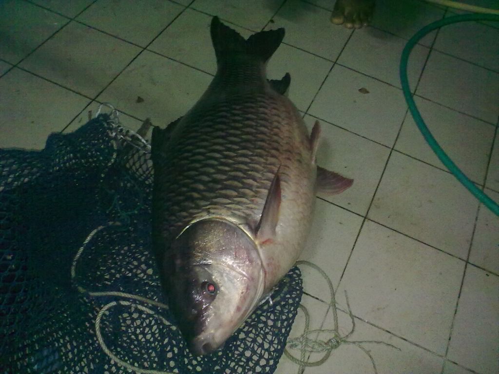 ไม่ใหญ่ไม่โต 15 kg กว่าๆ