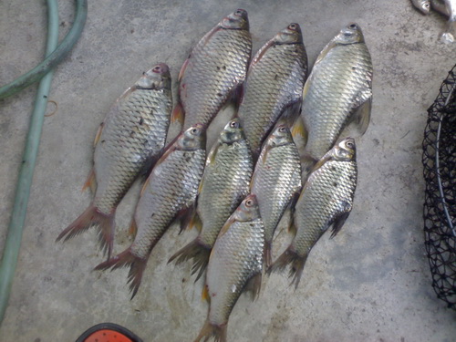 ไปตกปลามา