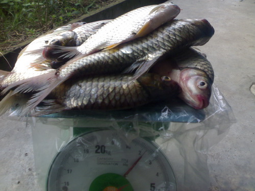 ไปตกปลามา