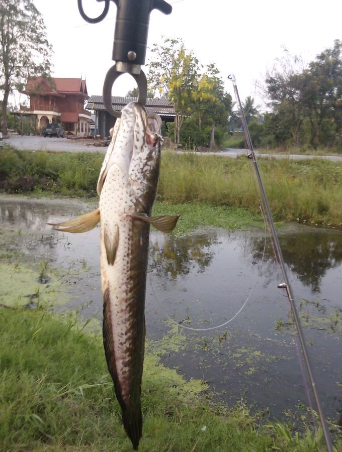 เลิกงานงัดชะโด