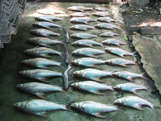 ไปนอนเล่นที่เรือนแพ fishing บางไทร