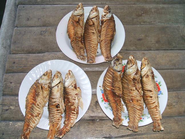 ไปนอนเล่นที่เรือนแพ fishing บางไทร