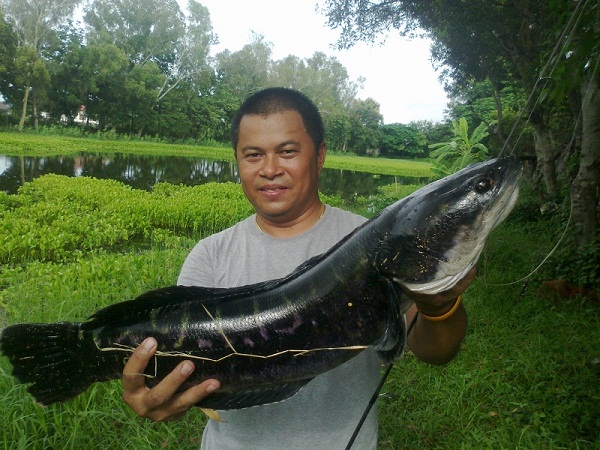 ชะโดและช่อนปีนี้ครับ