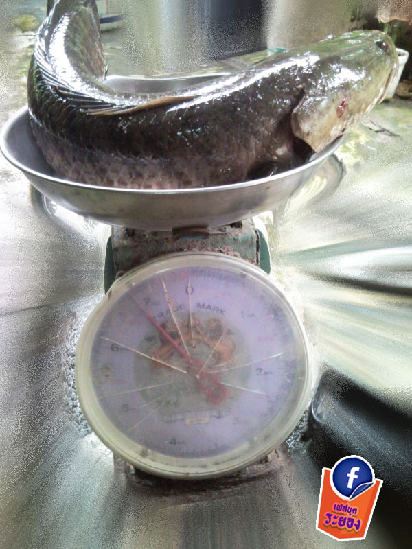 พ่อพันธุ์ ปลาช่อน ระยอง