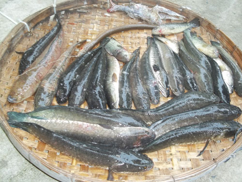 จัดทริป เบาๆๆ กับช่อน นา แปดริ้ว (บางน้ำเปรี้ยว)