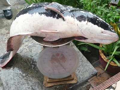 สดๆร้อนๆ...น้าอ่อน  กับชะโดใหญ่