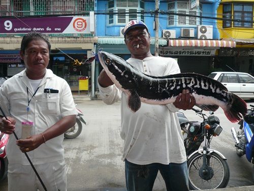 สดๆร้อนๆ...น้าอ่อน  กับชะโดใหญ่