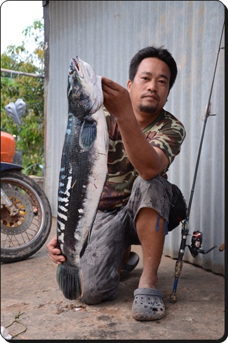 ชะโด พิดโลก