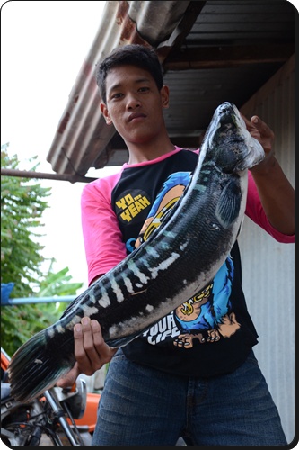 ชะโด พิดโลก