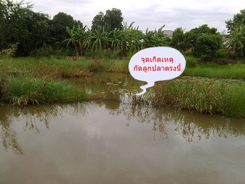 บางนาก็มีปลาช่อนนะครับ