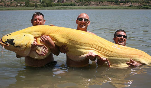 ปลาดุกเผือกยักษ์ ที่แม่น้ำประเทศสเปน