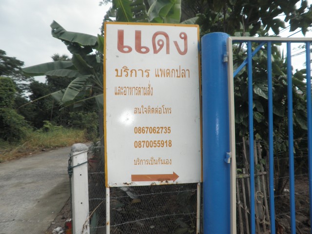 บางไทรก่อนนกกระเต็นมา แพพี่แดง 