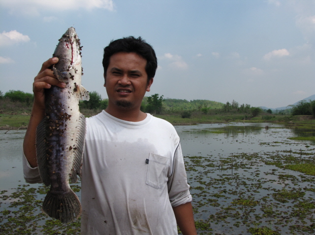 ปลาดองคับ ว่างเลยส่งให้ชมกันคับ