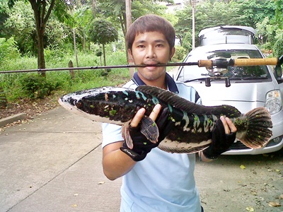 ขอหมายตีชะโดจิบ  แถวบางไทรหน่อยคับน้าๆ