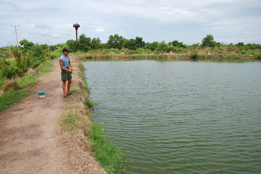 ปลาช่อนหนองเสือ