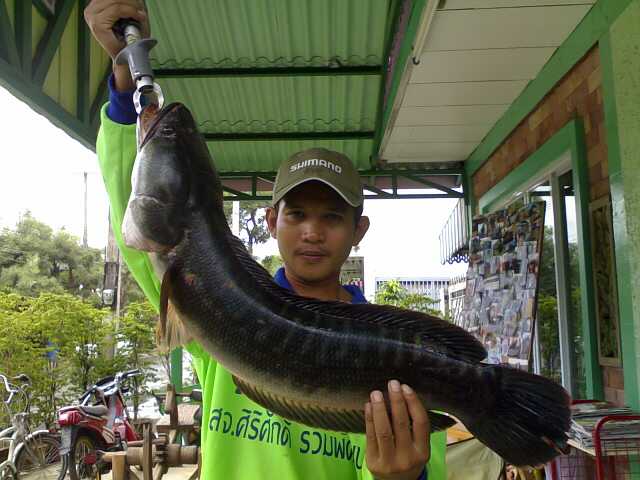 รวมภาพหมาย ท่าตูม