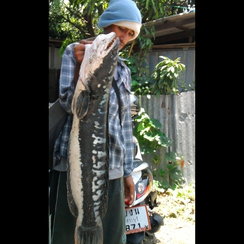ชะโด อ. บางประหัน อีกครั้ง