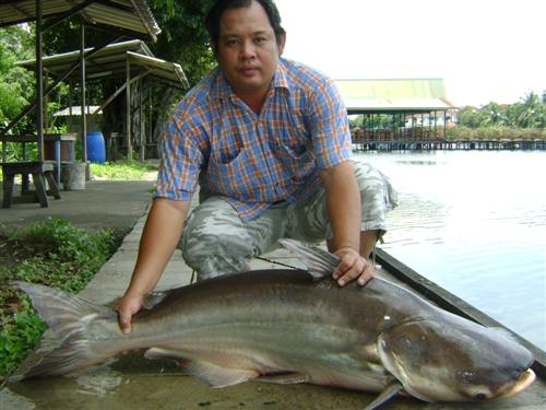 บึกเงาน้ำ