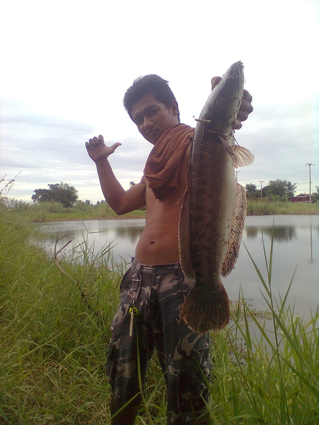 ชะโดเมืองสุพรรณ-บางประม้านิดๆหน่อยๆ