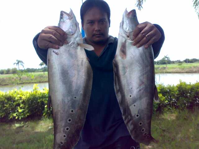"RE-FISHING ปลากรายหมายเดิม"