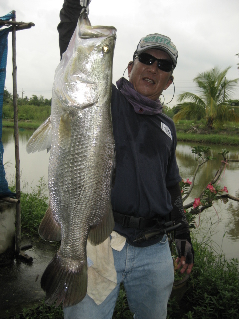 กระพงบุฟเฟ่ต์มหาชน คนค้นปลา ชวนชม