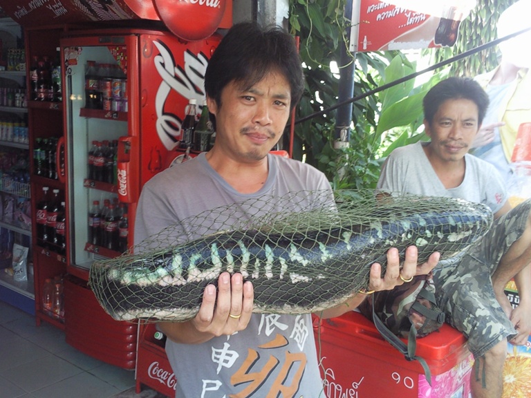 ฝากชะโด อำเภอเมืองอุบลฯ ให้ท่าน นายเพียว ดูครับ
