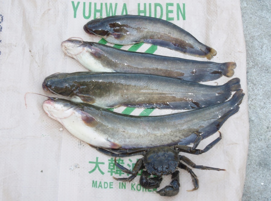 ปลาดุกเกาหลี