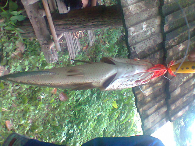 หลังฝนตกครับ