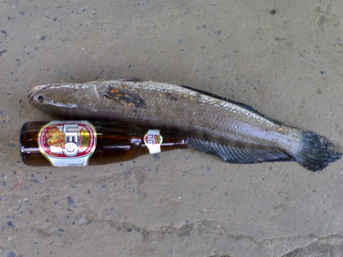 ปลาช่อนบ่อลุงณัฐ