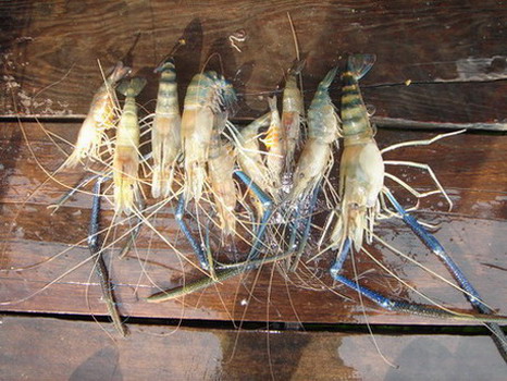 ทริปเล็กๆ5 แพไผ่เขียว บางไทรจ้า