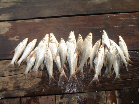 ทริปเล็กๆ5 แพไผ่เขียว บางไทรจ้า