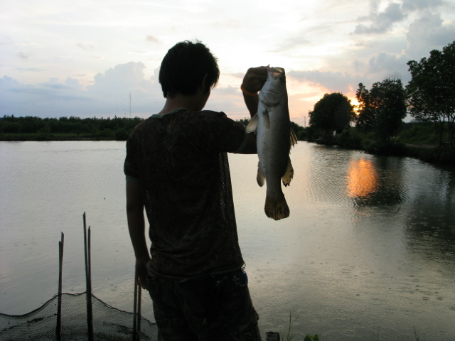 บ่อเพ็ญลงปลาเพิ่มแล้วครับผม