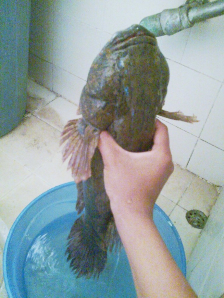 ปอ ปลา นั้น หา ยาก 