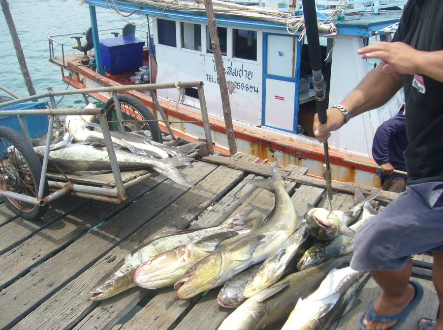 ด่วนขาด1ที่ทริพตกปลาไต๋สมชาย(สัพหีบ)7ต.ค54