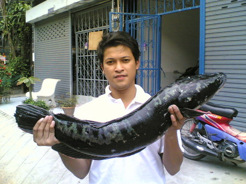ชะโดที่ นครสวรรค์