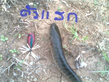 ช่อนเล็ก ยามเย็น แม่สอด