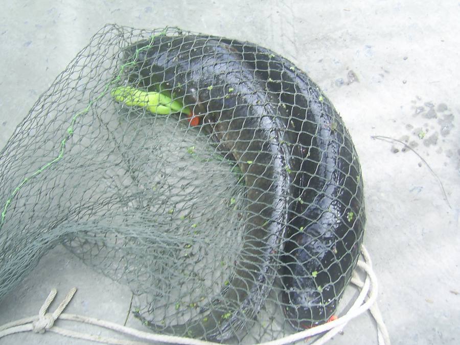 หมายนาข้าว@.......กับช่อนงามๆที่หทัยราษฏร์