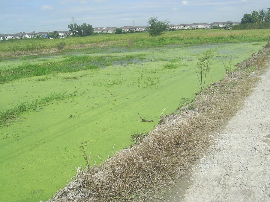 หมายนาข้าว@.......กับช่อนงามๆที่หทัยราษฏร์