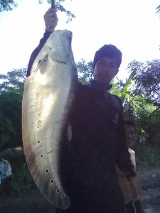 ปลารวมๆ จากเพื่อนบ้าน อยุธยาจร้า