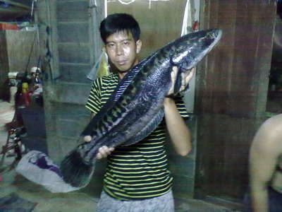 ปลารวมๆ จากเพื่อนบ้าน อยุธยาจร้า