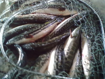 ปลารวมๆ จากเพื่อนบ้าน อยุธยาจร้า