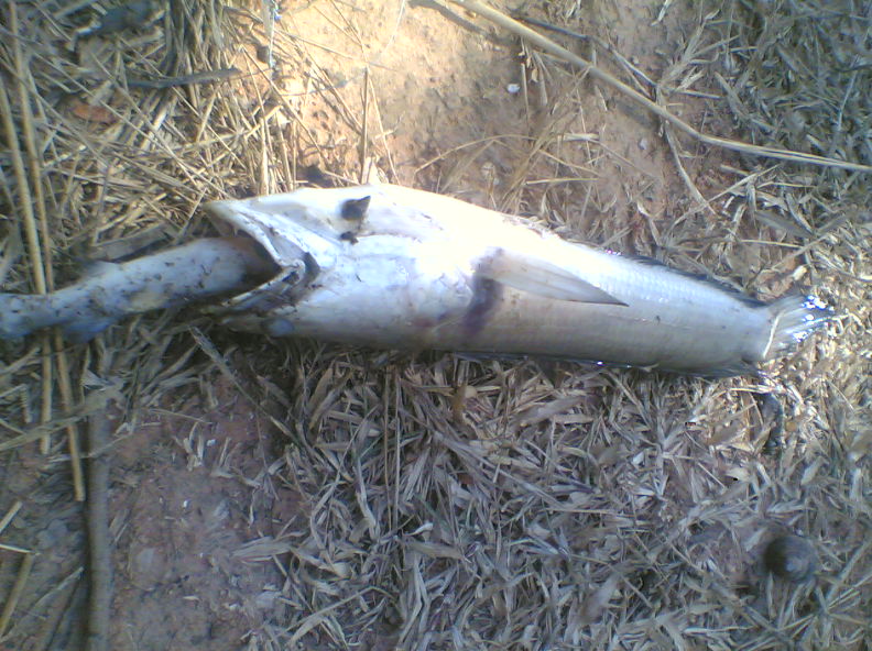 ปลาช่อนตายเพราะปาก