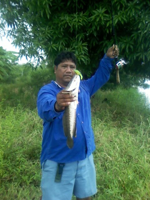 ทริบเล็กๆของหมึกดำ