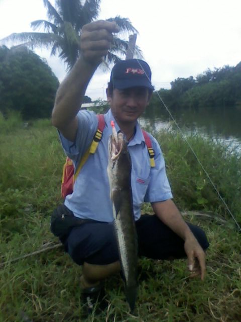 ทริบเล็กๆของหมึกดำ