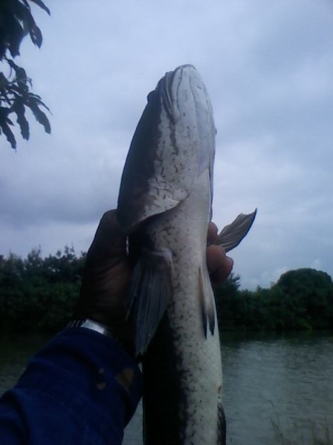 ทริบเล็กๆของหมึกดำ