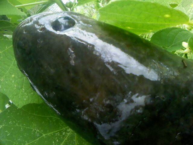 ทริบเล็กๆของหมึกดำ