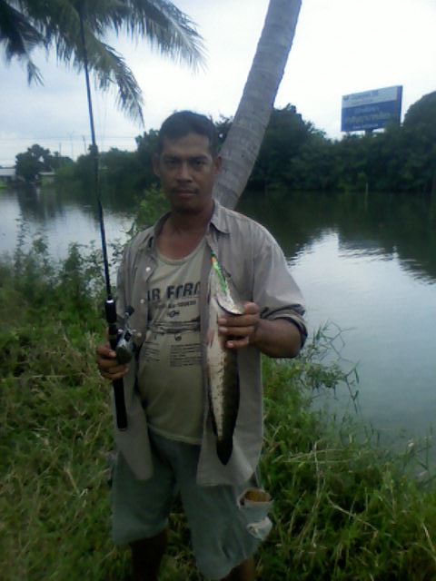 ทริบเล็กๆของหมึกดำ