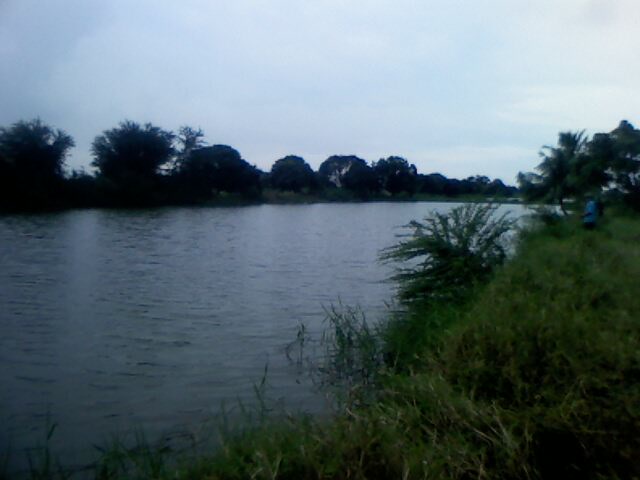 ทริบเล็กๆของหมึกดำ